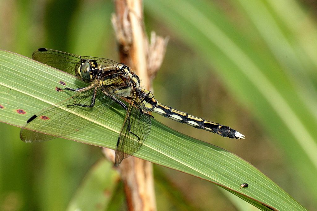 Orthetrum albistylum femmina? - S